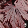acer-shirasawanum-gloria-debut-d-ete