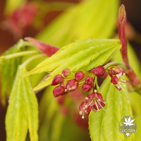 acer-shirasawanum-jordan-fleurs