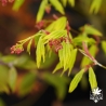 Acer-shirasawanum-Jordan-printemps