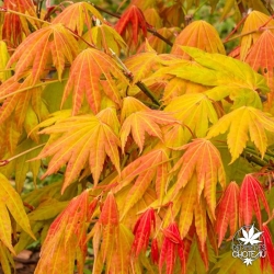 Acer-shirasawanum-Moonrise-automne