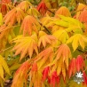 Acer-shirasawanum-Moonrise-automne