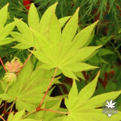 Acer-shirasawanum-Moonrise-fin-de-l-ete