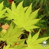 Acer-shirasawanum-Moonrise-fin-de-l-ete