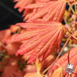 Acer-shirasawanum-Moonrise-printemps