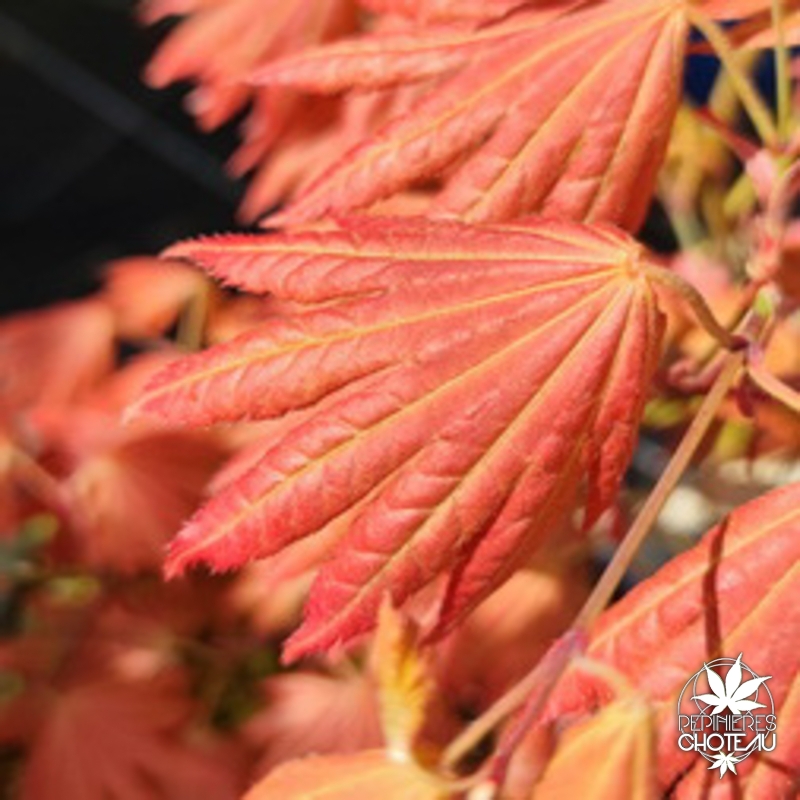 Acer-shirasawanum-Moonrise-printemps