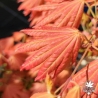 Acer-shirasawanum-Moonrise-printemps