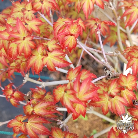 Acer-palmatum-Murasaki-kyohime-printemps