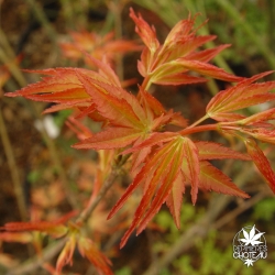 acer-palmatum-momoiro-koyasan-printemps-3