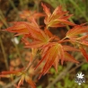 acer-palmatum-momoiro-koyasan-printemps-3