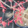 Acer-palmatum-Momoiro-koyasan-printemps