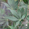 Acer-palmatum-Momiji-gawa-ete