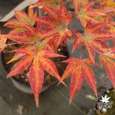 Acer-palmatum-Misty-moon-automne-2