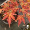 Acer-palmatum-Misty-moon-automne-2