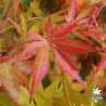 Acer-palmatum-Misty-Moon-automne