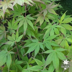 Acer-palmatum-Misty-Moon-ete