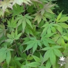 Acer-palmatum-Misty-Moon-ete