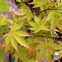 Acer-palmatum-Misty-Moon-fin-de-printemps