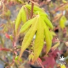Acer-palmatum-Misty-Moon-printemps