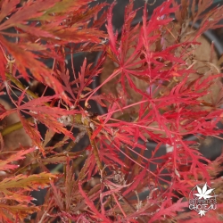 Acer-palmatum-Mioun-automne