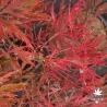 Acer-palmatum-Mioun-automne