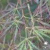 acer-palmatum-mioun-fin-de-l-ete