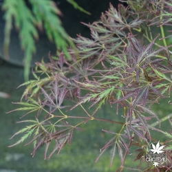 acer-palmatum-mioun-fin-de-l-ete-2