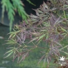 acer-palmatum-mioun-fin-de-l-ete-2