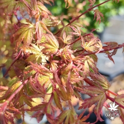 Acer-palmatum-Mini-mondo-fin-de-printemps