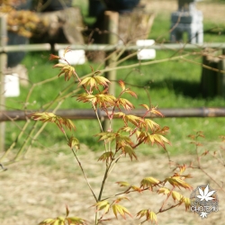 acer-palmatum-mini-mondo-printemps-2