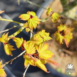Acer-palmatum-Mini-mondo-printemps