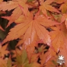 Acer-palmatum-Mila-automne-2