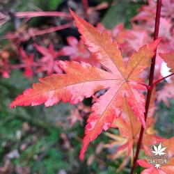 Acer-palmatum-Mila-automne