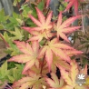Acer-palmatum-Mila-debut-d-automne