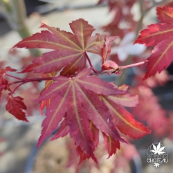 Acer-palmatum-Mila-fin-de-printemps