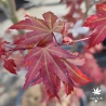 Acer-palmatum-Mila-fin-de-printemps