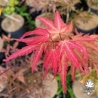 Acer-palmatum-Mila-nouvelle-pousse-d-ete