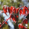 acer-palmatum-mila-printemps
