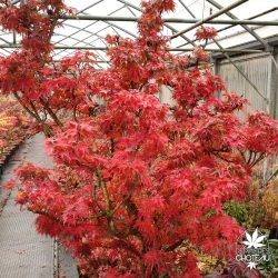 Acer-palmatum-Mikawa-yatsubusa-adulte-automne