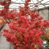 Acer-palmatum-Mikawa-yatsubusa-adulte-automne