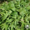 acer-palmatum-mikawa-yatsubusa-ete