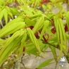 acer-palmatum-mikawa-yatsubusa-printemps-2