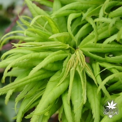acer-palmatum-mikawa-yatsubusa-printemps