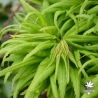 acer-palmatum-mikawa-yatsubusa-printemps