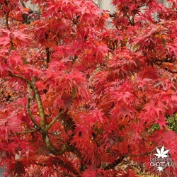 Acer-palmatum-Mikawa-yatsubusa.automne