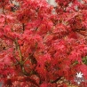 Acer-palmatum-Mikawa-yatsubusa.automne
