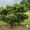 acer-palmatum-mikawa-yatsubusa-adulte-ete