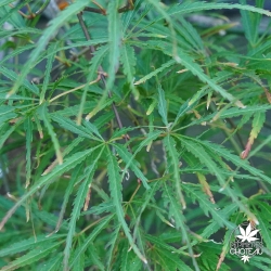 Acer_palmatum_Midori_no_teiboku_ete