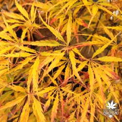 Acer-palmatum-Midori-no-teiboku-automne