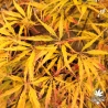 Acer-palmatum-Midori-no-teiboku-automne