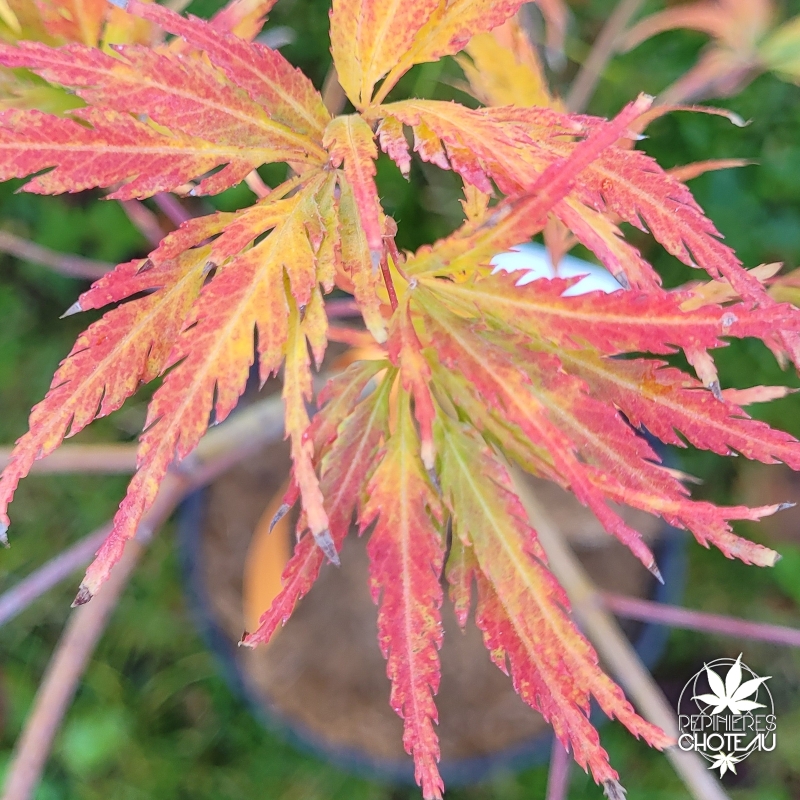 Acer-palmatum-Midori-no-teiboku-debut-d-automne